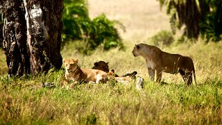 Safari in Tansania amp Badeurlaub Sansibar [upl. by Nimaj]