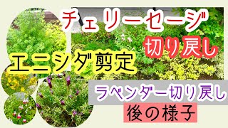 ガーデニング 切り戻し・剪定・花がら摘み｜チェリーセージ シモツケ ラベンダー エニシダ シマトネリコなど [upl. by Akeit433]