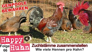 Zuchtstämme zusammenstellen  HAPPY HUHN E 66  Wie viele Hennen brauch ein Hahn  Hühner züchten [upl. by Dionne]