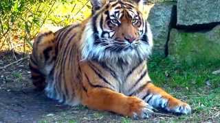 Tygrys sumatrzański  Sumatran tiger  Panthera tigris sumatrae  Part 2  DinoAnimalspl [upl. by Lledniuq]