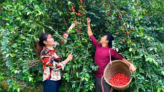 Harvest ripe Oleaster berries to sell Store and ferment ripe bananas for 1 month [upl. by Aihsemat]