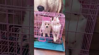 japanesespitz spitz spitzdog spitzlovers whitepuppy lowpricepuppygarddog [upl. by Weinreb]