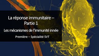 Cours Spé SVT 1eres  Immunité 1  Les mécanismes de limmunité innée [upl. by Anastasie999]