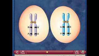 Meiosis and Crossing Over [upl. by Ayotal]