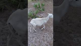 St Croix Vs Dorper ewe  Who has more meatsheep ewes animals farming shortvideo nature short [upl. by Wong977]