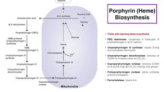 Porphyrins  Heme b Biosynthesis and its Regulation [upl. by Ciapha]