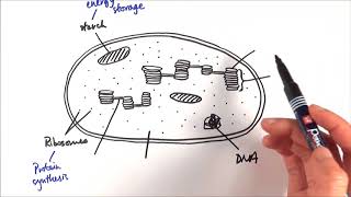 A2 Biology  Chloroplast structure OCR A Chapter 173 [upl. by Aileno]