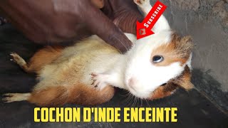 comment savoir si un cochon dInde et enceinte 2 technique [upl. by Sofko121]