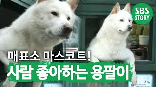 ‘매표소 마스코트’ 사람을 좋아하는 개 용팔이 I TV동물농장 Animal Farm  SBS Story [upl. by Donelle241]