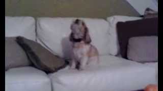 Dog howls to harmonica [upl. by Ledoux]