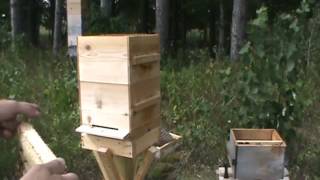 How to inspect a modified Warre hive [upl. by Odlaniger]