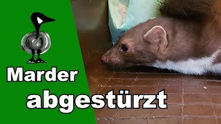 Marder abgestürzt  Tiernotruf 173 [upl. by Leveridge316]