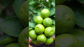 🌿You Wont Believe How Easy It Is to Grow Lemon Trees fruittrees lemon [upl. by Tarttan]