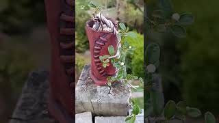 Shohin sized Cotoneaster cascade style Bonsai in early development [upl. by Emmott]