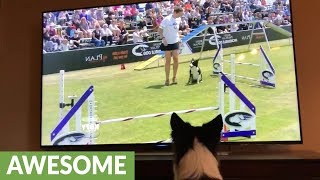 Border Collie enthusiastically watches herself win agility competition on TV [upl. by Johppa]