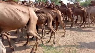 Hundreds of camels running and walking😱 animals camel camells wildlife [upl. by Misaq]