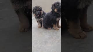 German Shepherd puppies for sale 30K 9896504757 [upl. by Terag]