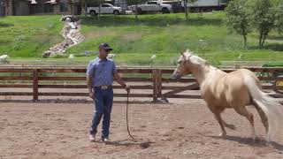 GROUND WORK IS ESSENTIAL TO A WELL BEHAVED HORSE [upl. by Hairas]