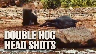 TWO Headshots on Hogs with GAMO Air Rifle [upl. by Lleda441]