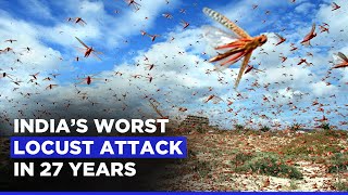 Locust Swarm Worst Locust Attack in 27 Years Can Plague The Indian Economy [upl. by Ttekcirc898]