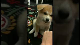 Super Cute Akita Inu is playing 😂 The cutest japanese akita inu puppy [upl. by Debra]