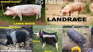 Pig Breeds [upl. by Enirehtahc992]