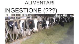 CONCETTI DI BASE di alimentazione della bovina da latte [upl. by Home953]