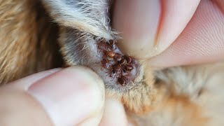 Fleas removing village cat Ep66 remove fleas shorts catshorts reels [upl. by Blondie678]