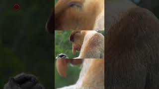 Real Proboscis Monkey Sounds High Quality  Strange Proboscis Monkey Sound Experience 4K shorts [upl. by Jenni328]