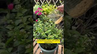 Plant care tips  DIY home remedies for plant growth  Homemade fertilizer for plants gardening [upl. by Frasch]