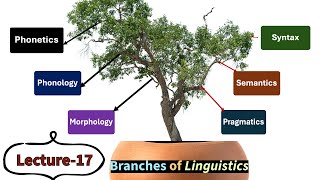 Lecture17 Branches of Linguistics Phonetics Phonology Morphology Syntax Semantics etc [upl. by Ragde876]