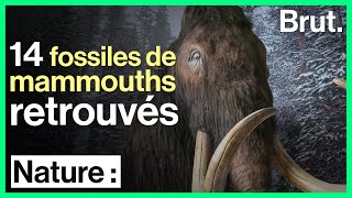 Mexique  plus de 800 os de mammouths découverts [upl. by Atnoved]