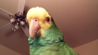 The many sounds of Lily an amazon parrot [upl. by Spiegelman737]