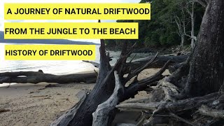 How to collect Driftwood in Nature  Journey of Driftwood from Jungle to Beach  Wood for Aquarium [upl. by Cart790]