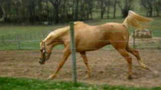 Palomino Thoroughbred Horse [upl. by Urbana]