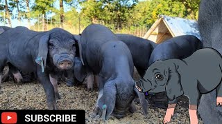 Meishan Pig The Prolific homestead pig you should own [upl. by Vilberg370]