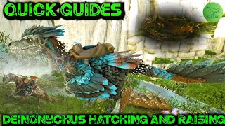 How To Steal Hatch And Raise Deinonychus Eggs  Ark Quick Guides  2020 [upl. by Bonneau]