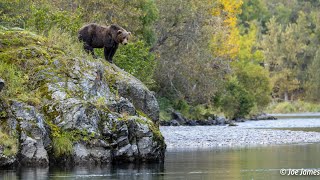 Fall Silver  Uganik River Sep 2022 [upl. by Nafri209]