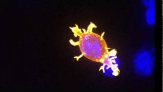 Killer T cell attacking cancer [upl. by Yemerej]