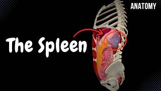 The Spleen Structures Function Topography Coverings and Ligaments  Anatomy [upl. by Renruojos65]