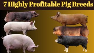 TOP 5 Pig Breeds in America [upl. by Lodi]