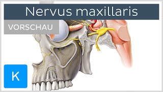 Wie du eine Sinusitis innerhalb von Minuten mit Apfelessig los wirst [upl. by Haldis]