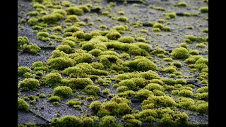 Managing Moss on Your Roof Without Toxic Chemicals [upl. by Akili]