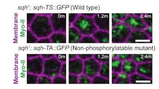 biosights August 4 2014  Rok keeps its finger on the pulse of apical constriction [upl. by Aralomo]