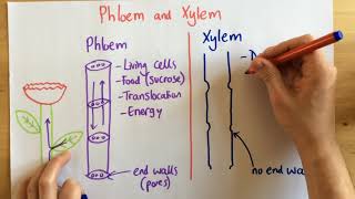 Phloem and Xylem  p49 Foundation p48 [upl. by Anu611]