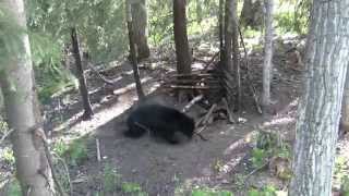 257 Weatherby Magnum Knockdown Power on Monster Black Bear  Video Camera View [upl. by Nimrac673]