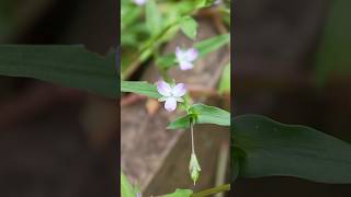 イボクサ （ツユクサ科） 【疣草】 山野草 秋の野草 野の花 水田雑草 植物図鑑 里山 【山川草木図譜】 [upl. by Olpe]