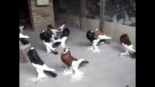 Pouter Pigeons   fancy pigeon [upl. by Earlene]