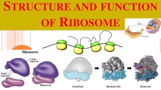 Ribosomes  Ribosome structure  functions of Ribosomes [upl. by Baxter714]