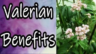 Valerian Benefits [upl. by Pippy]